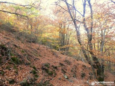 Hayedo La Pedrosa,mar de Robles; las chorreras gredos parque natural de redes rutas ermita de hontan
